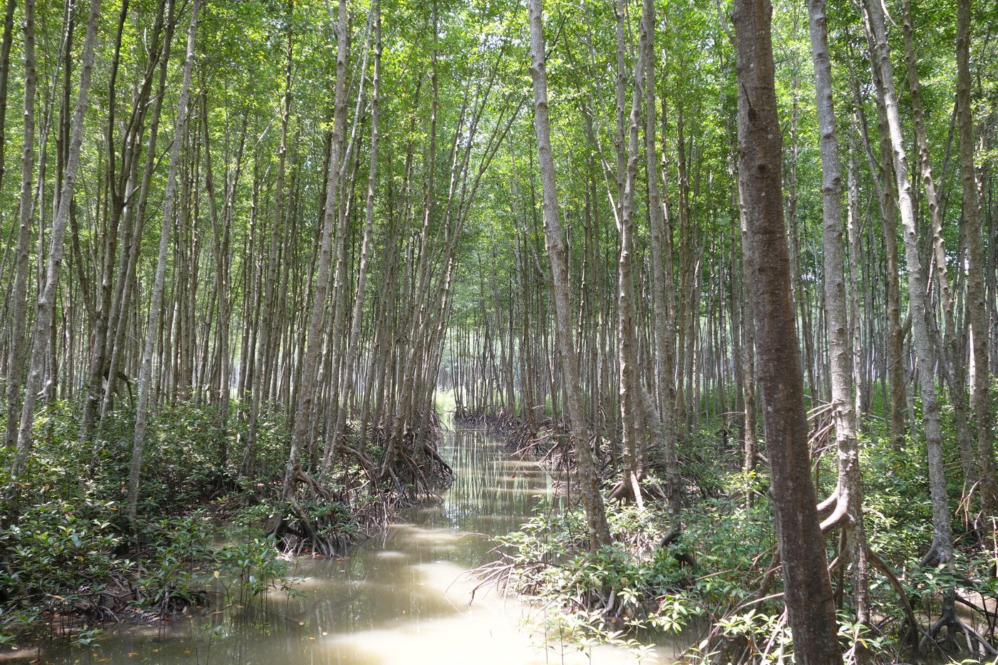 Mature mangrove forest in the Mekong Delta