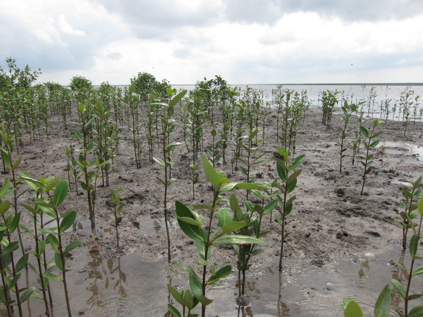 Newly planted mangrove seedlings on a tidal mudflat
